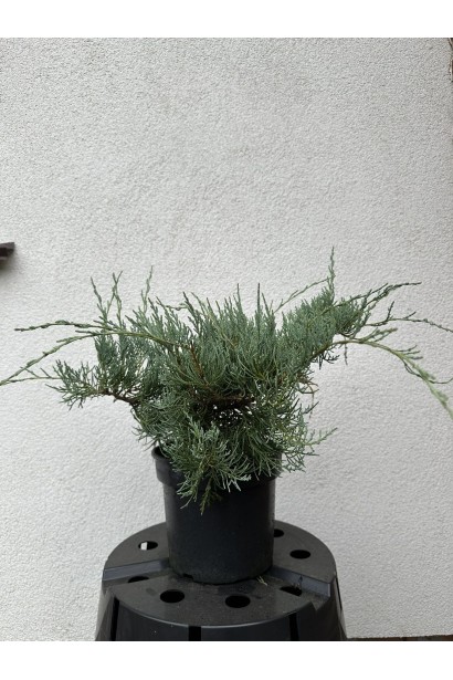 Ялівець віргінський Грей Оул 3л/вис.20-30см/Ø30-40см/3роки